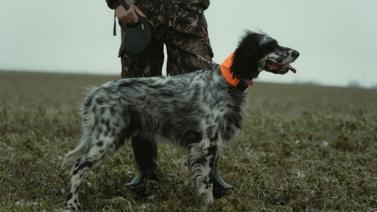 How to Choose the Right Ammunition for Hunting