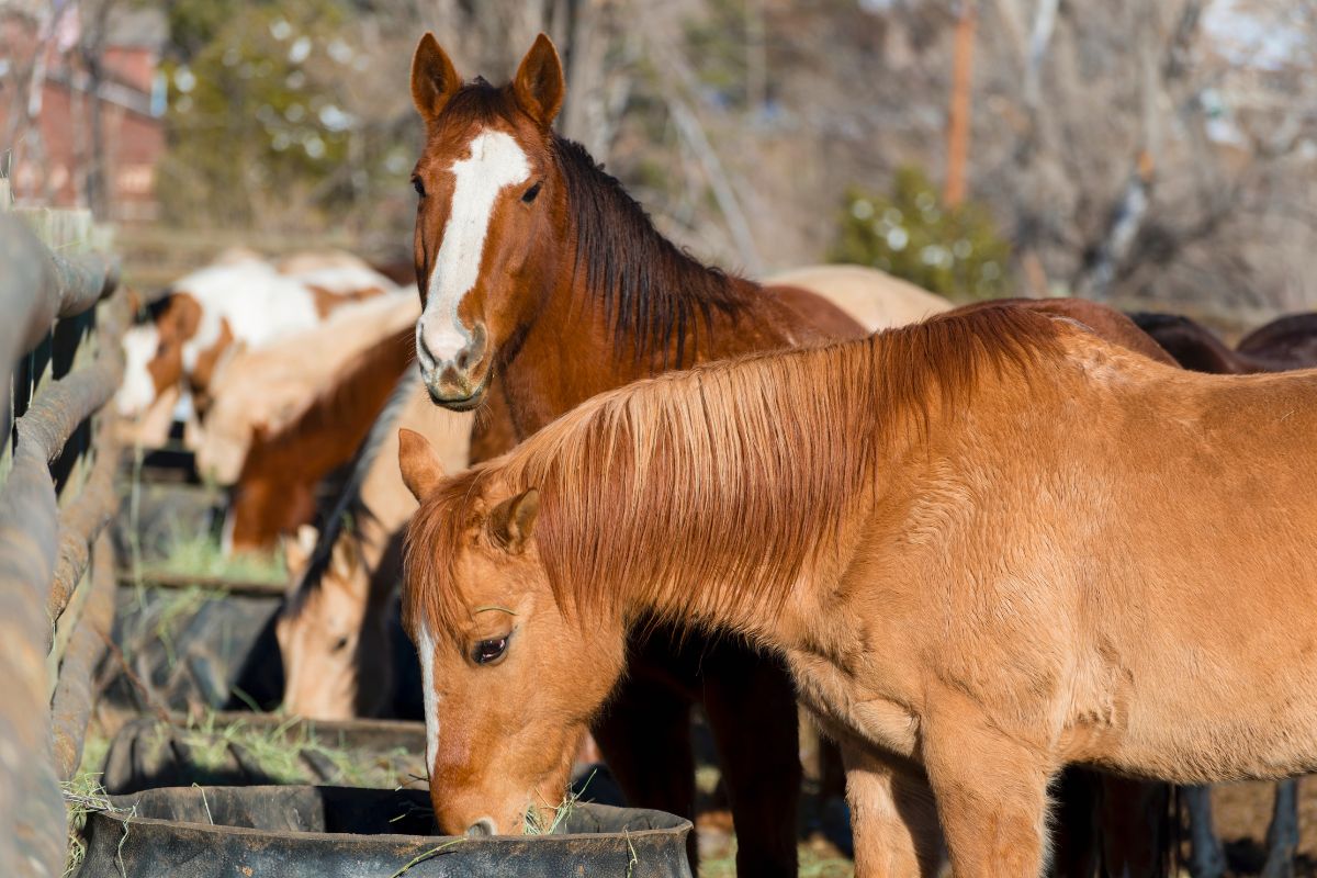 Give Your Horse the Edge: How Supplements Can Improve Their Health and Performance