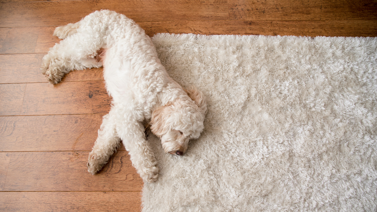 Plush Rugs: Transforming Your Home with Comfort and Style in 2024