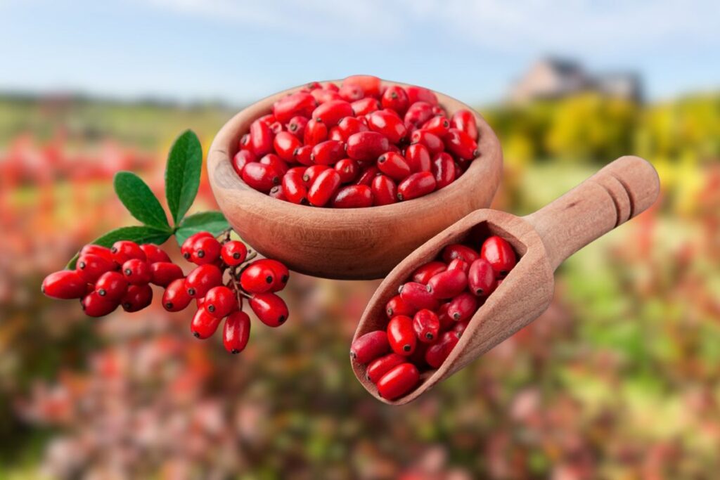 Nature's Medicine Cabinet: Exploring the 5 Best Herbs from Swanson in 2025