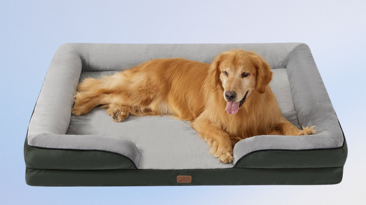 Bedsure XXL Orthopedic Dog Bed for Extra Large Dogs: A Comfortable Resting Choice Available on Amazon